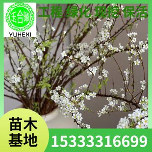 Fresh Branches of Snow Willow with Buds, Dried Branches, Hydroponic Flowers and Green Plants, Indoor Flower Arrangements, Fresh Branches of Dragon Willow Bloom When Exposed to Water