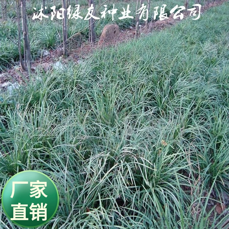 Оптовая продажа крупнолистных семян пшеничной зимы лекарственная крупнолистная пшеничная зимняя трава