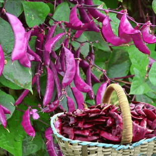 ��ü���N�Ӻ������������Gü�����y�r�ұⶹ���Ѵ������߲˷N��