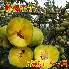 蜂蜜李子树嫁接李子苗南方北方种植盆栽地栽果树苗黄金奈李子树苗