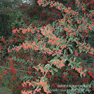 �������l��С�� �𼬾G���� ͥԺ�^�pֲ�� �M��t������