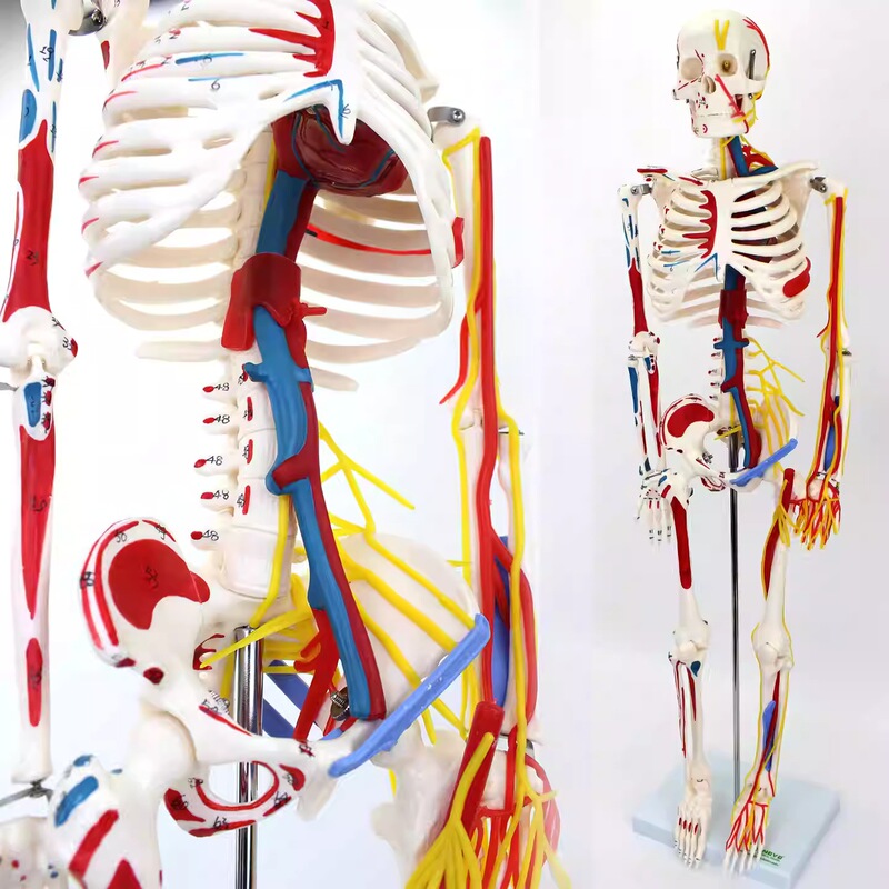 85cm Human Skeleton Model with Blood Vessels and Nerves Yoga Fitness Medical Medical Training Teaching Display Model