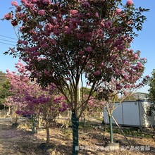 广东基地 园林公园别墅观赏树绣球紫花风铃木 现货批发紫色花树