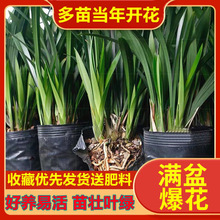 �m�������_���ļ��_���������m����ī�m�M���h���҃ȃ����՚����