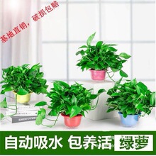 ֲ����ˮ�໨�ܑ���ֱ�N�Gֲ����ȩ���~�L���B�G�}�����҃ȿ͏d��