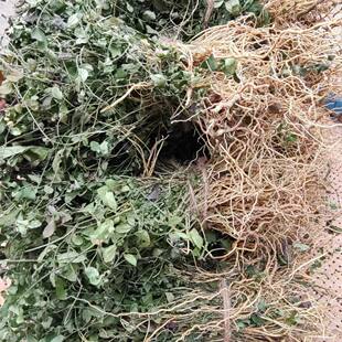 ���ӽ���]Ұ�����ӽ����R�����R�س�ɰ �@�L�ݺ�؛��؛