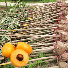 ˾Gľ ˘˘G˘ @G ذl؛