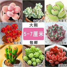 多肉植物新手大颗可爱多肉盆室内防辐射绿植花卉易养活超萌组合