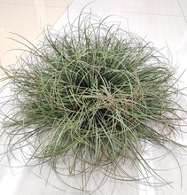 ����С�� ��Ƥ�� ��z̦�� �Ѳ� �b��쾰���~���ܲ݅��ݶя���