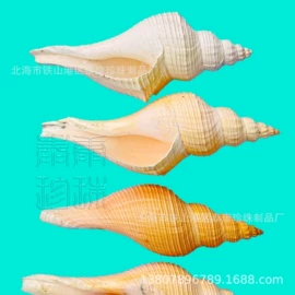 工艺原料;海螺/贝壳;其他药食同源