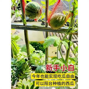 ���ϷN��8424��������������������N�Ӵ�ȫ�߮a�o���ļ���������