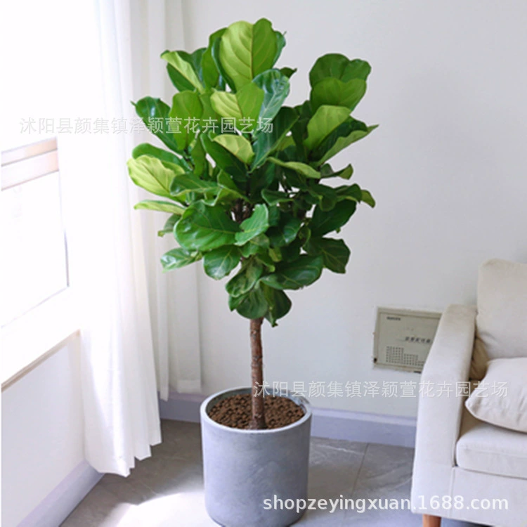 Цинь Йе Фикус горшками Комнатное большое листовое растение Гостиная Офис Рабочий стол Зеленая посадка для поднятия скандинавских цветов для очистки воздуха