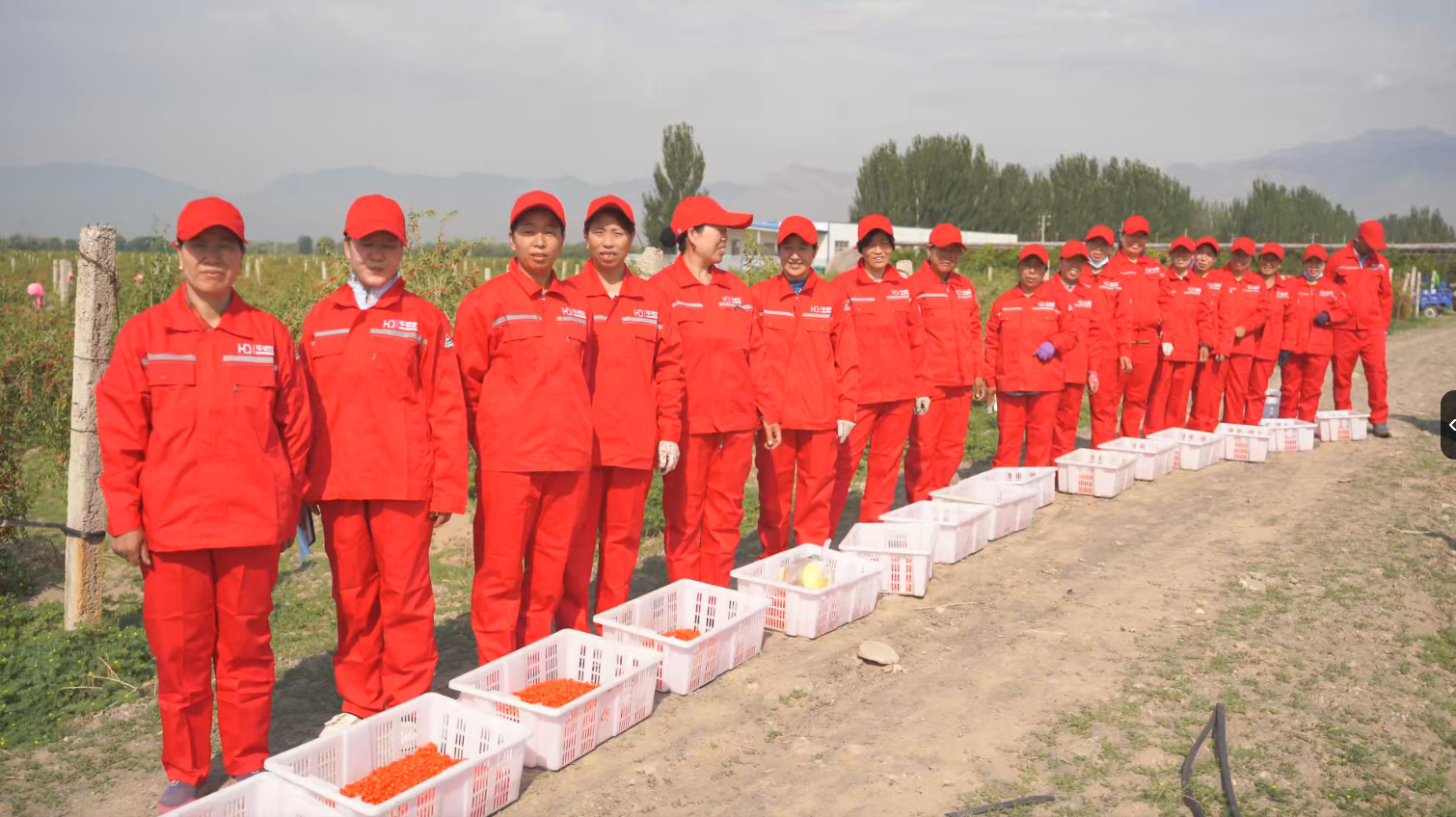 Dried Goji Berries 250g Jar Ningxia Zhongning Gou Qi Zi Unsulfured Premium Goji Fruit specifications