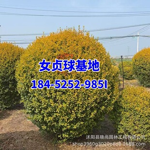 ���Ůؑ�������~Ůؑ��ˮϞ���S�~Ůؑ���~Ůؑ�������ë��