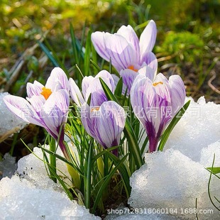 Saffron Bulb Seedlings Seeds Potted Florals Crocus Saffron Home Gardening Cold-Resistant Plant Bulb Florals