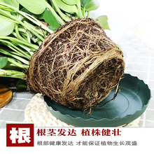 绿萝盆栽室内花卉绿植物长藤大叶盆四季常绿水培土养办公客厅绿云