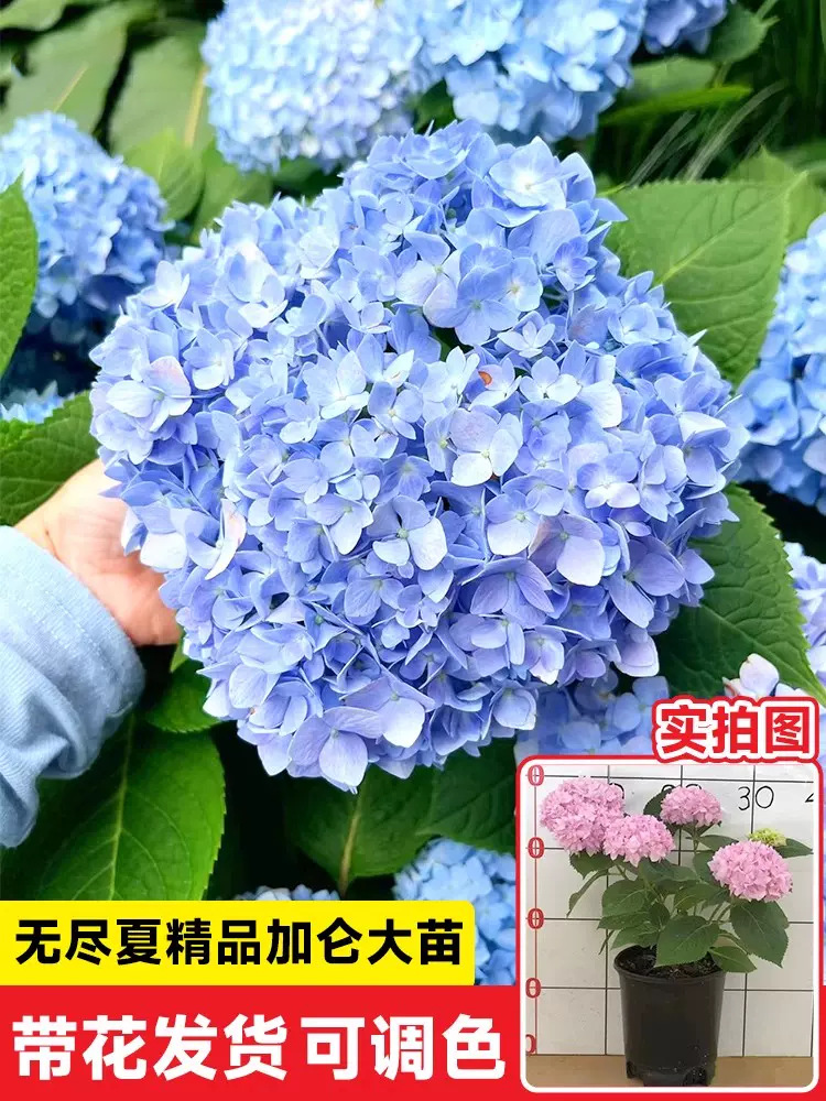 เกรด A+ ดอกไม้สีชมพูขนาดใหญ่สำหรับฤดูร้อนที่ไม่มีที่สิ้นสุด [ต้นกล้าขนาดใหญ่ 1 แกลลอนที่ได้รับการอัพเกรด