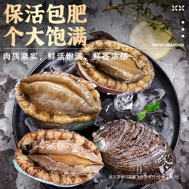 【包活】鲜活鲍鱼新鲜特大海鲜水产鲜活小鲍干食材批发刺身级