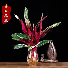 ���P��ˮ���Bֲ���҃ȾGֲ��ȸ�����F��ˮ�B���B��������ͻ�