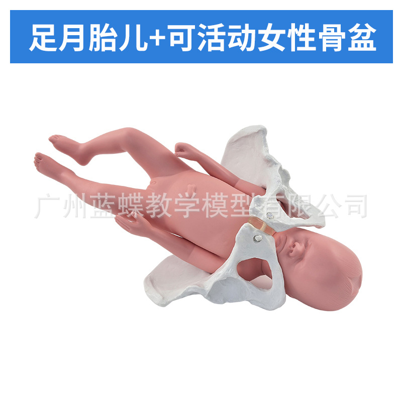 ��������̥����������ʾ��ģ�͸����ƿɻŮ�Թ���������ʾ�̾�