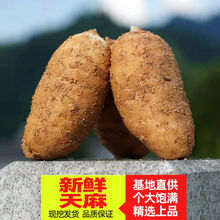 湖北新鲜天麻非云南昭通小草坝新鲜天麻新鲜天麻新鲜带泥