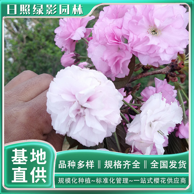 IMG_20180413_113741 副本.jpg