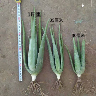 庫拉索蘆薈盆栽 美容蘆薈植物食用蘆薈綠植蘆薈苗蘆薈美容院專用