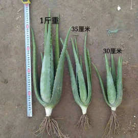 库拉索芦荟盆栽 美容芦荟植物食用芦荟绿植芦荟苗芦荟美容院专用