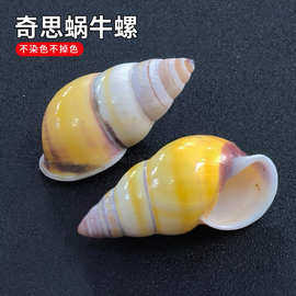 奇思两栖蜗牛天然贝壳海螺收藏标本鱼缸水族造景装饰配件厂家批发