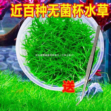 ���㰫�����ձ�����ţë��ˮ��Ī˹������������ݟo�����m͢�ڶ�