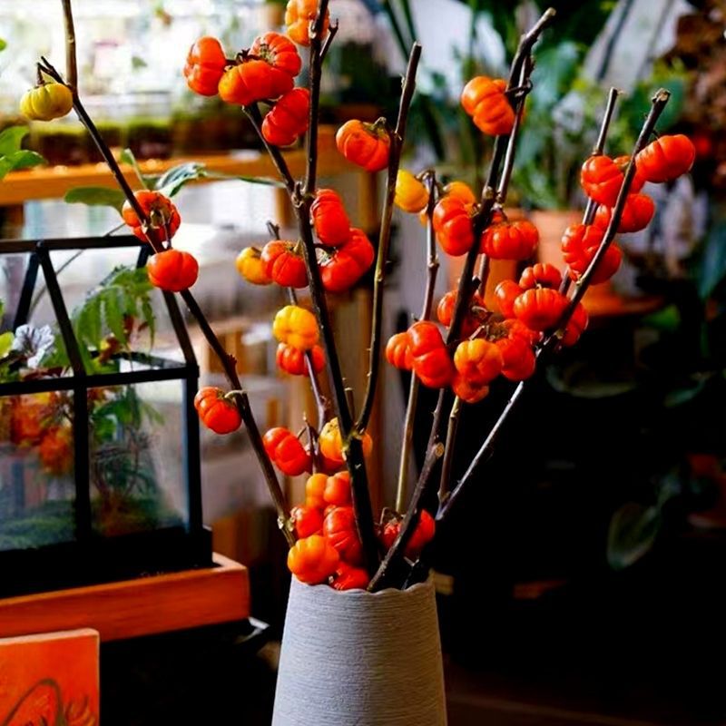 Small Pumpkin Flowers, Hydroponic Fresh Cut Stems, Direct Delivery from Yunnan Base, for Home and Office Decoration, Ornamental Flower Arrangements Small Pumpkin Flowers, Hydroponic Fresh Cut Stems, Direct Delivery from Yunnan Base, for Home and Office Decoration, Ornamental Flower Arrangements