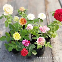 �¼����������С��ͥԺ��ľ�༾�_��ֲ��W���Nޱ��Ʒ�N�׳ɻ�