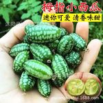 拇指西瓜种子种籽春秋季迷你小黄瓜四季播阳台盆栽水果可吃蔬菜子