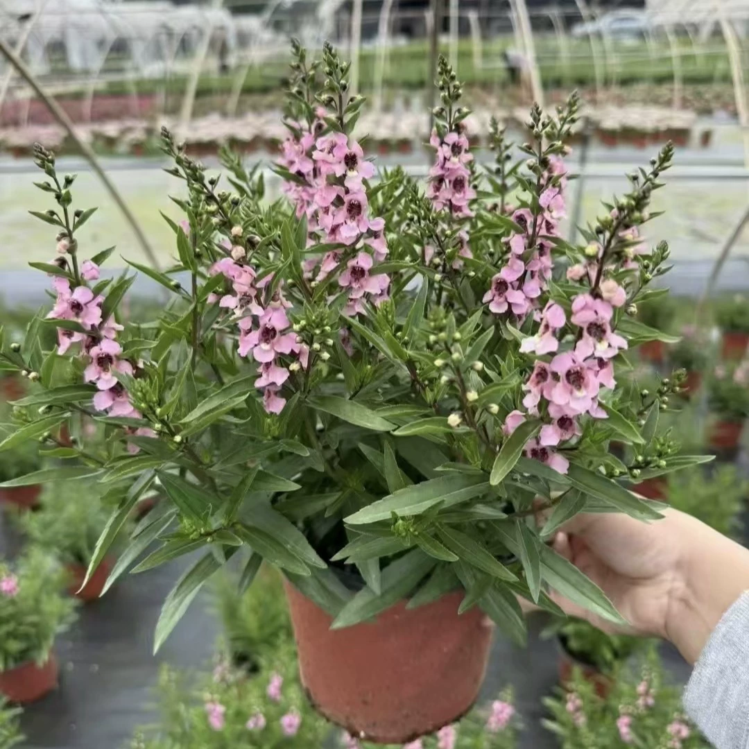 2505 ароматный попугай в горшке, цветок ангела цветет в любое время года, балконный двор, тропический цветочный пояс, цветочный бутон, зеленая основа растения, продажа