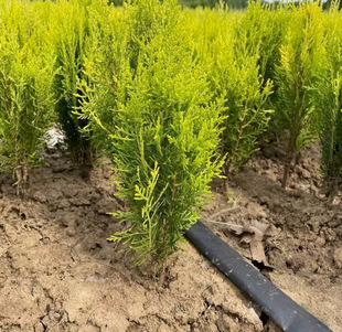 Dropshipping of Golden Pine Saplings, Bonsai Materials, Golden Pine Saplings, Pine and Cypress Seedlings, Potted Florals, Courtyard Greenery