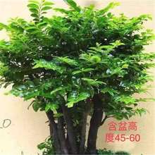 С�~��̴�辰�Ϙ����Ԙ�����̴�Ϙ������옶�ļ�����̴ľֲ��Gֲ