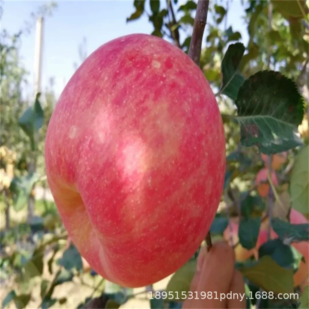 Раннее созревание Полосатый Красный Fuji яблоко рассады бассейна посажены на севере и юге сада посадки в Qinyang яблоко рассады бассейна