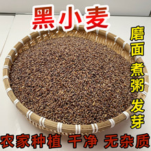 源头厂家种植基地供应山东黑麦粒 包小年农业科技黑麦粒 粗粮批发