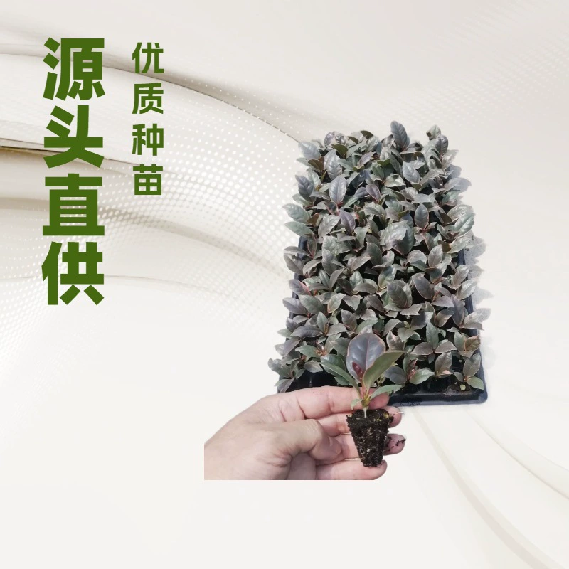 Производитель поставляет оптом большие партии красных резиновых деревьев Гуань Гун, популярных комнатных растений и рассады цветов.