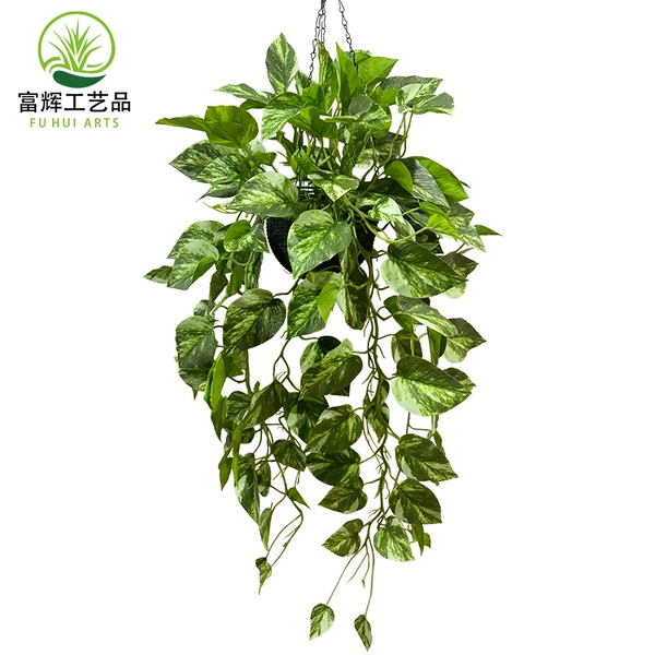 Pothos large hanging blue A6