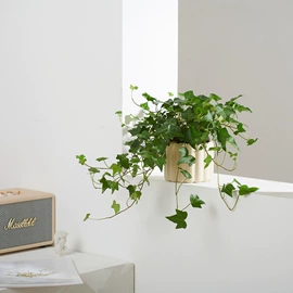 仿真花;其他装饰摆件;医具玩具