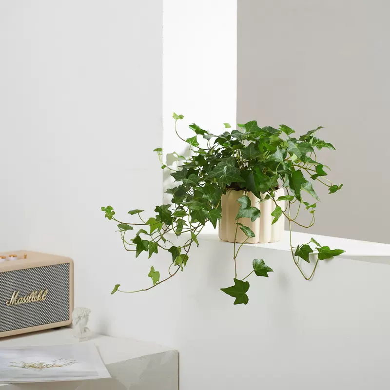 懒人水培款植物常春藤盆栽花卉植物室内花苗垂吊爬藤绿植净化空气