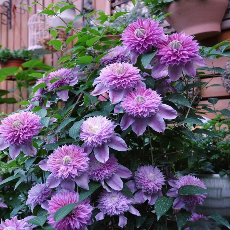 Clematis Seed Root Flower Seedlings Indoor and Outdoor Courtyard Balcony Cold-Resistant Plant Perennial Easy to Grow Live Four-Season Flowering Potted Plant