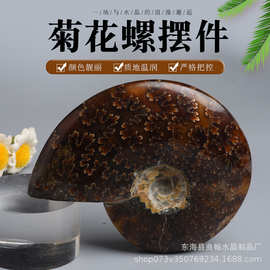 天然菊花螺摆件贝壳化石原石海洋古生物标本DIY饰品摆件