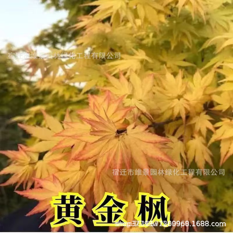 Golden maple