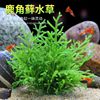Aquatic herb Antlers Lazy man living thing Low temperature moss and lichen fish tank ecology Rain Landscaping Negative