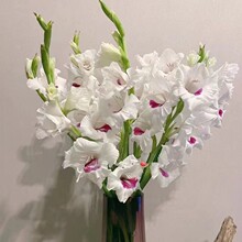 四季易活易种带芽花卉种子剑兰唐菖蒲花种球盆栽花苗多年耐寒花卉