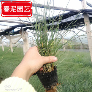 Вентилятор Dai Ranzi Grass Multi -Bud Cup Cup Miao Jincheng Green Land был создан холодным порошком Miao