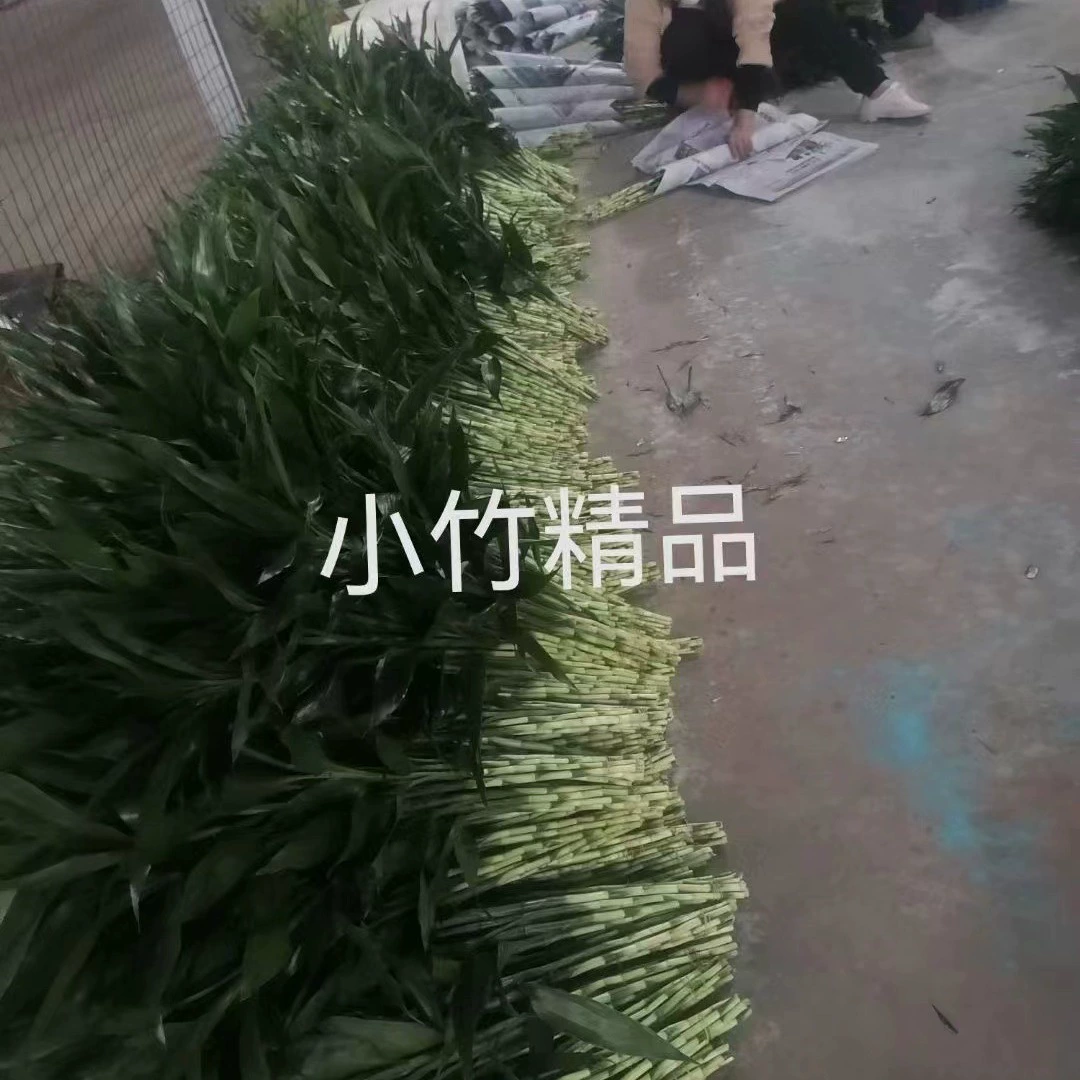 Бамбуковая подставка премиум-класса, прямые продажи оптом, нет в наличии, низкая посадка, высота 60cm мм.