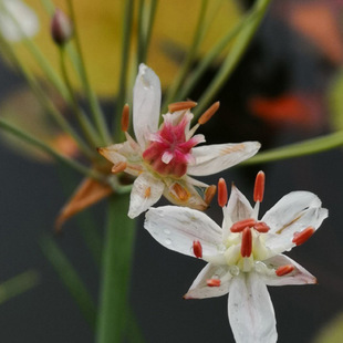 Factory Wholesale Flower Rush Seedlings Perennial Aquatic Herb Weaving and Papermaking Raw Materials Ornamental Flower Plants